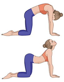 Chakravakasana Marjariasana